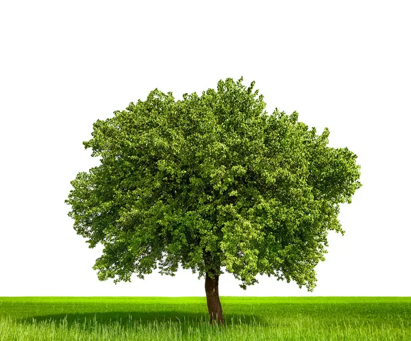 Geïsoleerde boom tegen een witte achtergrond — Stockfoto