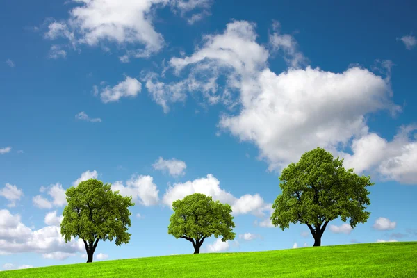 Tres árboles en una colina verde —  Fotos de Stock
