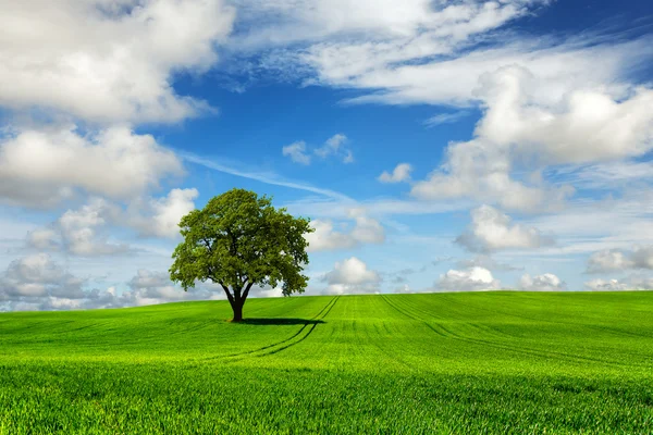 Strom a zelená krajina — Stock fotografie