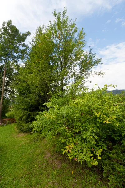 Sommar, kvitten bush och träd med plommon — Stockfoto
