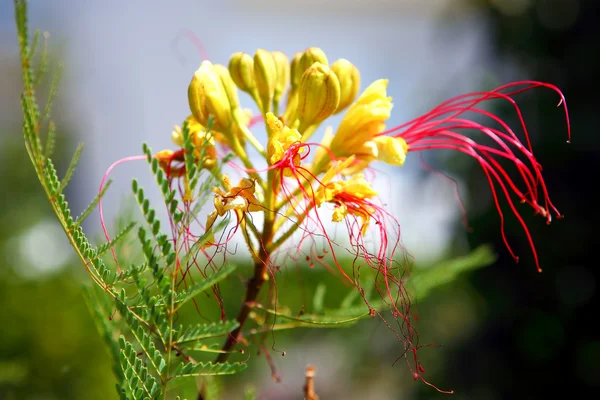 Trópusi sárga virág — Stock Fotó