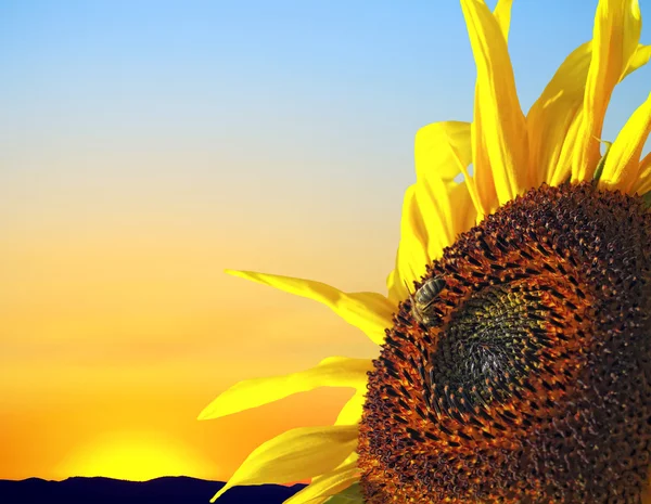 सूर्यास्तावर सूर्यफूल — स्टॉक फोटो, इमेज