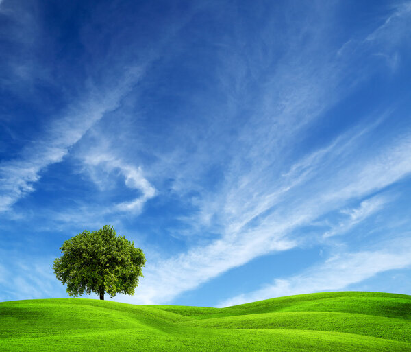 Tree on green field