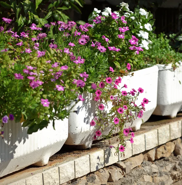 Beautiful garden flowers — Stock Photo, Image