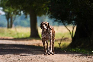 köpek isim vermeden