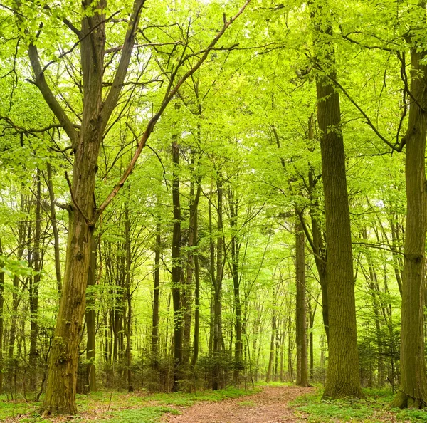 Trees — Stock Photo, Image