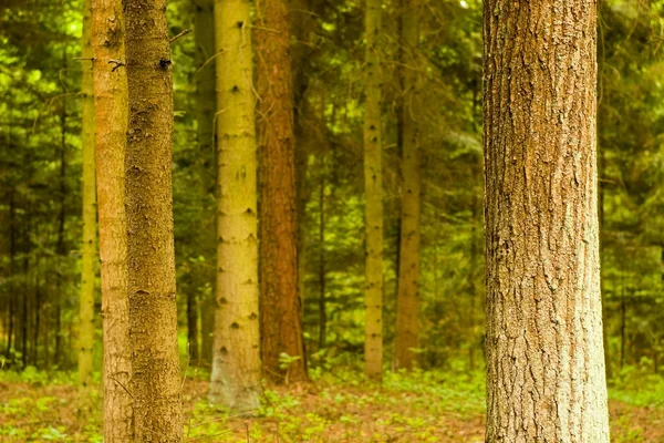 Ağaç — Stok fotoğraf