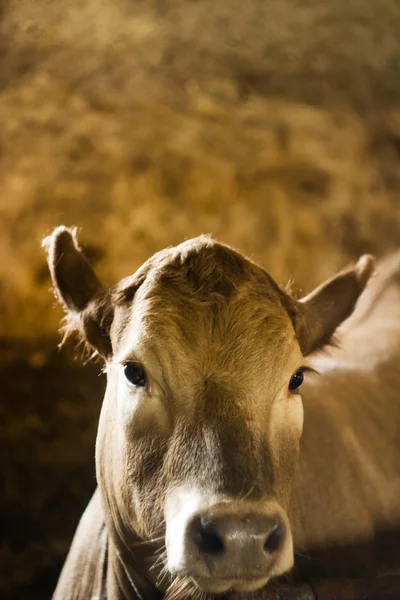Zwierzę serii krowa — Zdjęcie stockowe