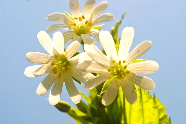 stock image Flowers