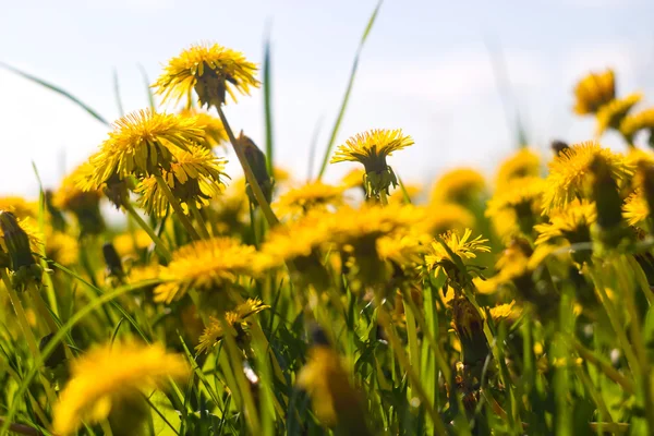 stock image Flowers