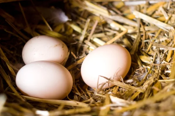 stock image Eggs