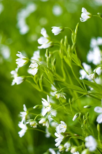 stock image Flowers