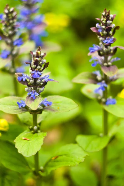 stock image Flowers