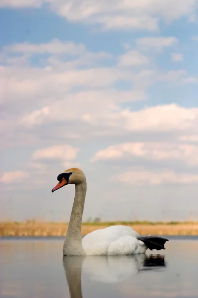 stock image Swan