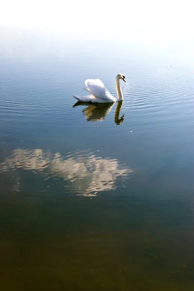 stock image Swan