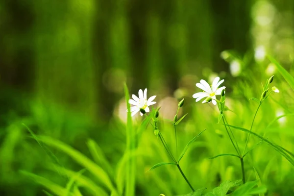 Kukat — kuvapankkivalokuva