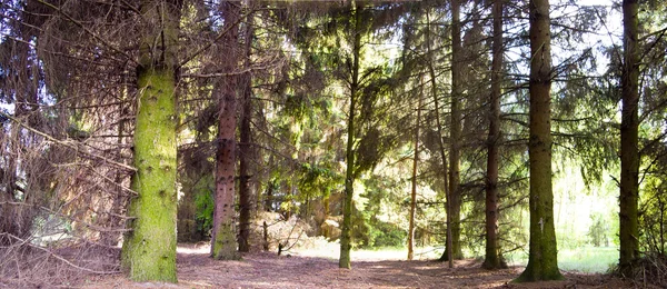 Copaci — Fotografie, imagine de stoc