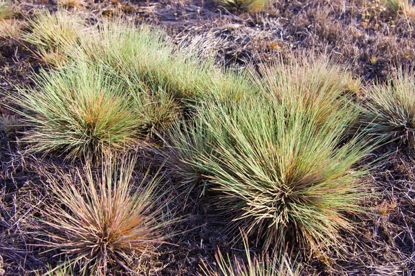 stock image Wild plant