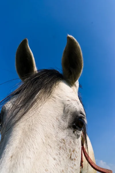 Pferd — Stockfoto