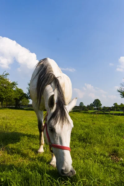 stock image Horse