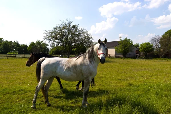 stock image Horse