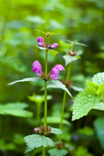 stock image Wild plant