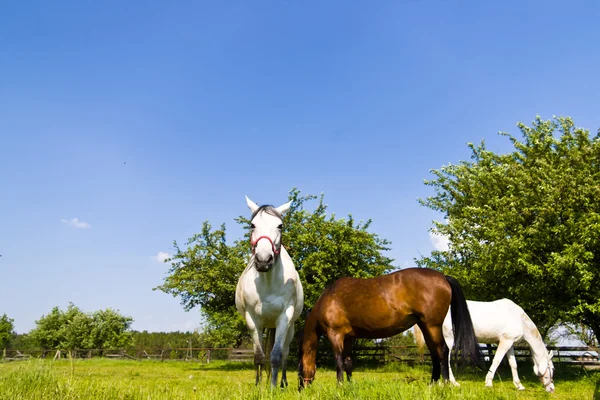 Hest – stockfoto