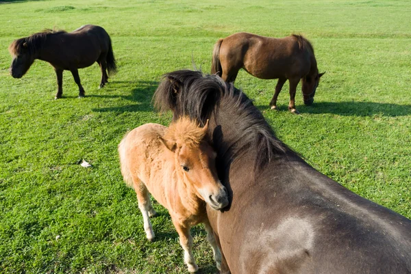 stock image Horse