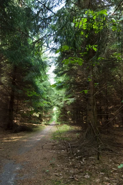 stock image Trees