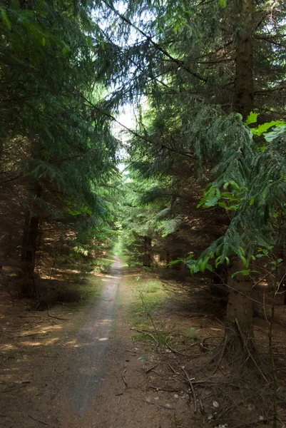 stock image Trees