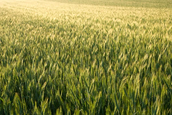 Stock image Wheat