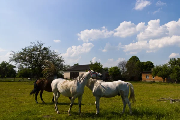 stock image Horse