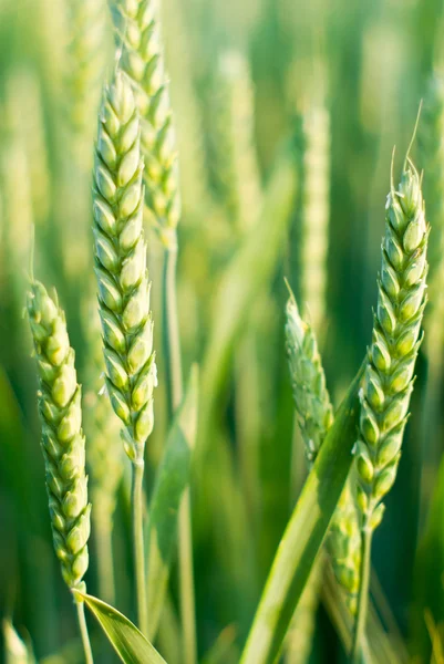 stock image Wheat