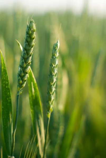 stock image Wheat