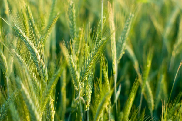 stock image Wheat