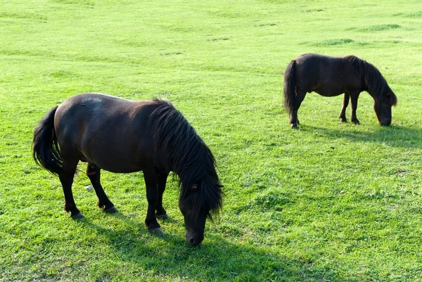 stock image Horse