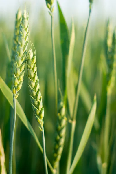 stock image Wheat