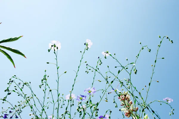 Stock image Flowers