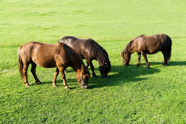 Stock image Horse