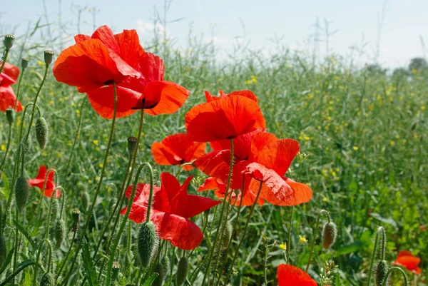 stock image Flowers