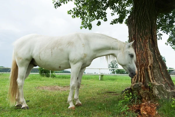 Άλογο — Φωτογραφία Αρχείου