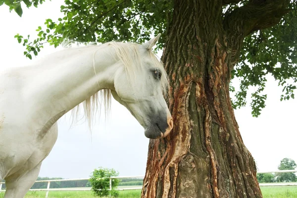 Um cavalo pulando uma cerca em um prado