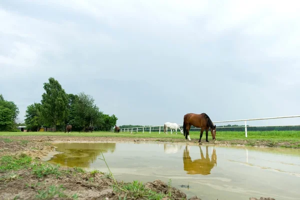 stock image Horse