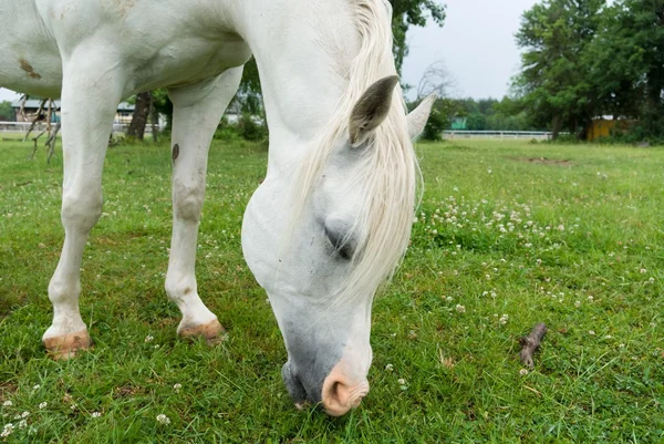 Cavallo — Foto Stock