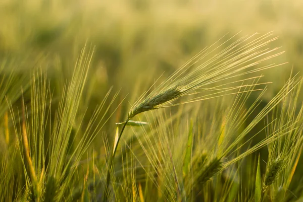 Пшеница — стоковое фото