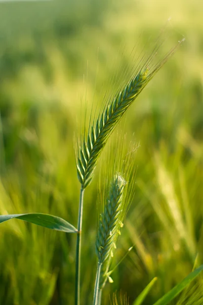 Weizen — Stockfoto