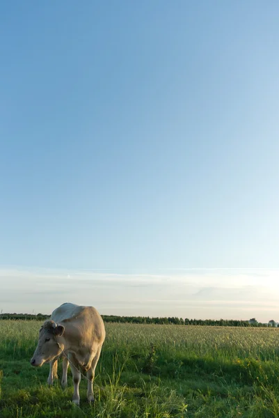 Корова тварин серія — стокове фото