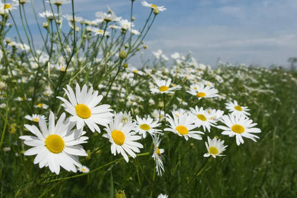 stock image Flowers