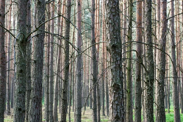 Bosbouw — Stockfoto