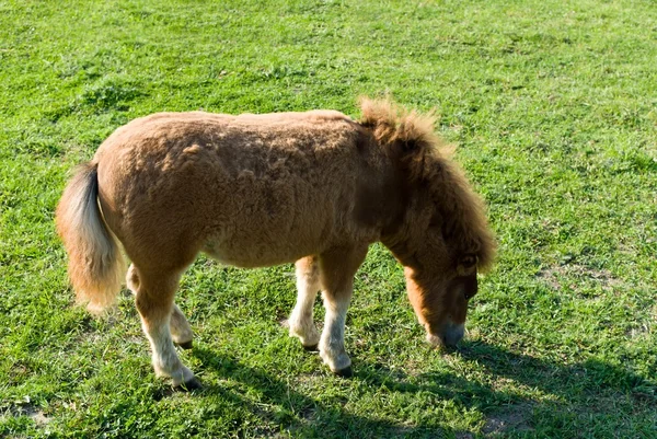 Horse — Stock Photo, Image